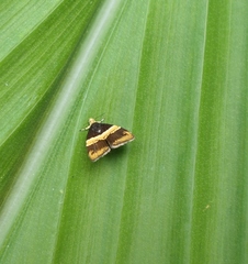 Choreutis basalis