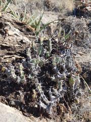 Euphorbia schinzii