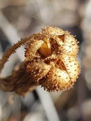 Xerophyta adendorffii