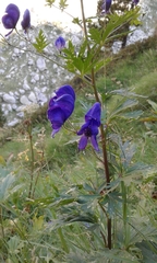 Aconitum burnatii