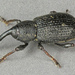 Erirhinidae - Photo (c) Janet Graham, alguns direitos reservados (CC BY)