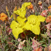 Lavenderleaf Sundrops - Photo (c) Stan Shebs, some rights reserved (CC BY-SA)