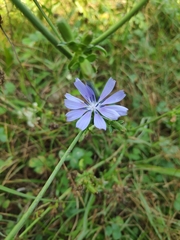 Cichorium intybus