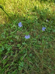 Cichorium intybus
