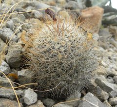 Mammillaria petrophila arida