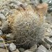 Mammillaria petrophila arida - Photo (c) Robert Bader, some rights reserved (CC BY-NC), uploaded by Robert Bader