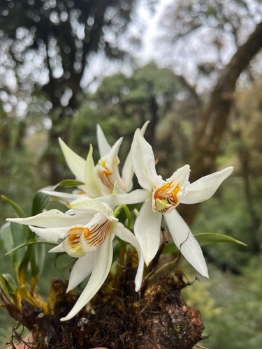 Coelogyne magnifica Y.H.Tan, S.S.Zhou & B.Yang 4