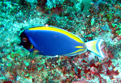 Acanthurus leucosternon