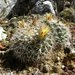 Pichilingue Nipple Cactus - Photo (c) Robert Bader, some rights reserved (CC BY-NC), uploaded by Robert Bader