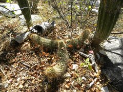 Mammillaria capensis