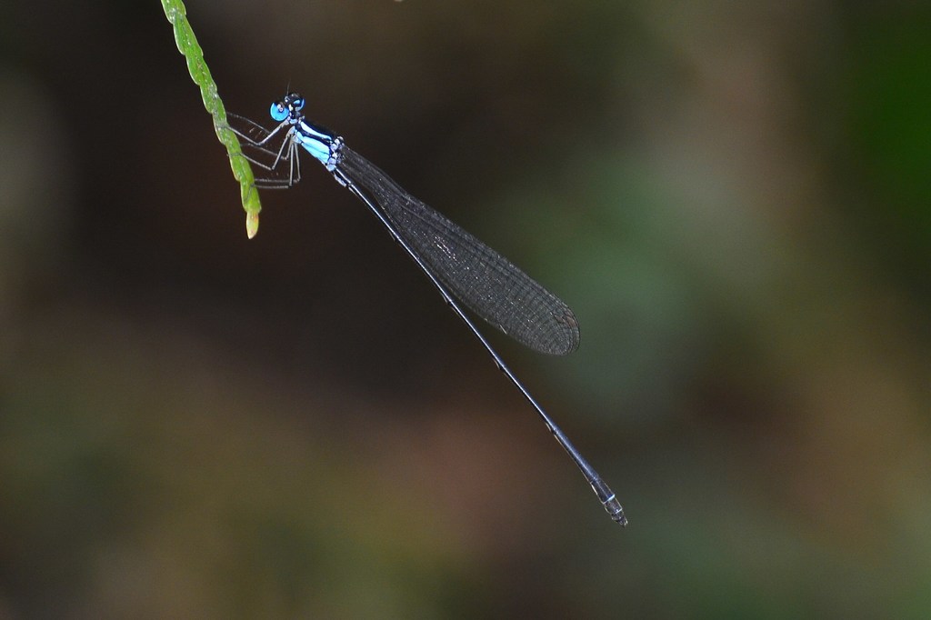 Coeliccia loogali