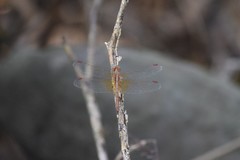 Neurothemis intermedia