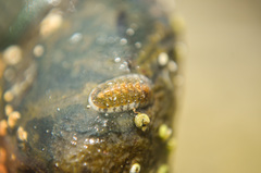 Ischnochiton maorianus