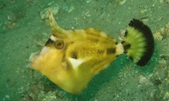 Cantherhines fronticinctus