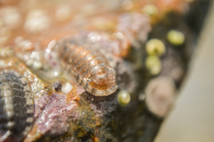 Ischnochiton maorianus