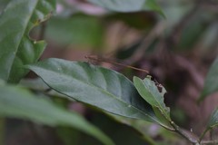 Ceriagrion olivaceum