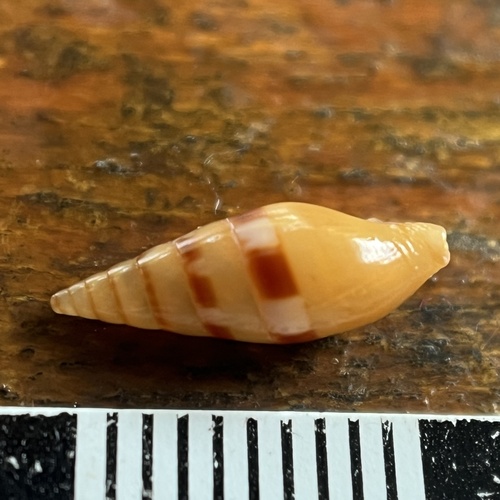 Mitrella menkeana observed 2025-04-25