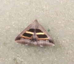 Grammodes geometrica