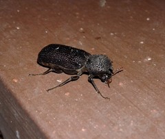 Apatides fortis