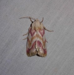 Schinia regina