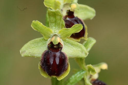 Image of Ophrys araneola by (c) Noé Fleury Frouart, some rights reserved (CC BY)