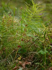 Polygonatum verticillatum