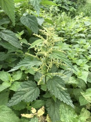 Urtica dioica