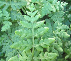 Cheilanthes capensis