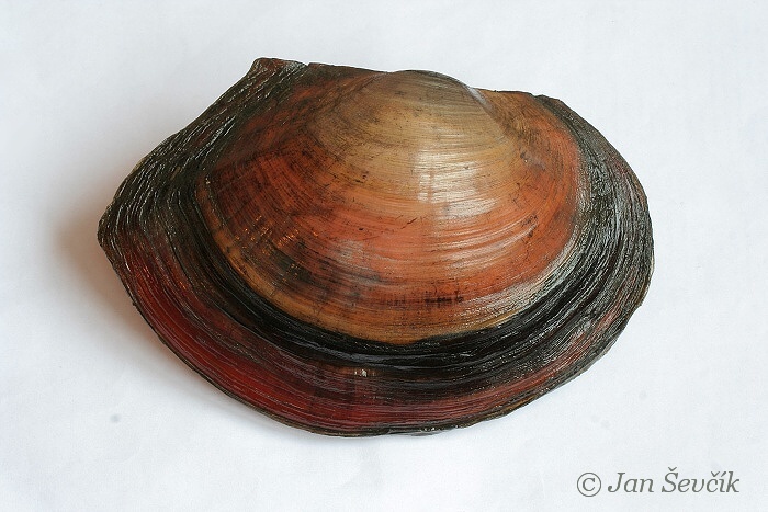 Sinanodonta