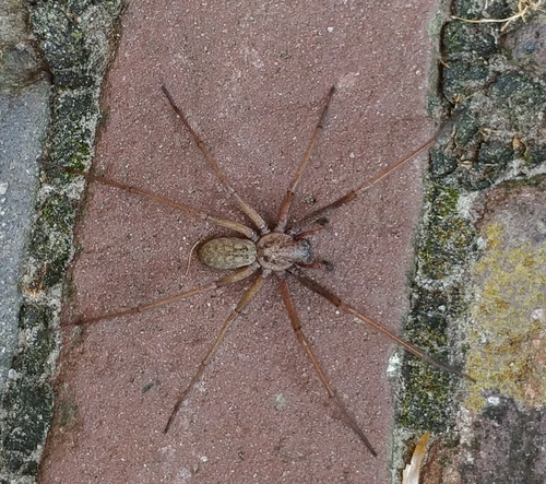 Giant House Spider, Groningen, NL, photo 8 of 10