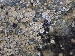 Myriolecis semipallida