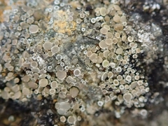 Myriolecis semipallida