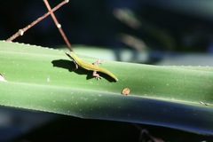 Phelsuma cepediana