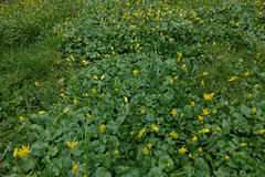 Ficaria verna ficariiformis