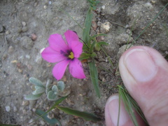 Moraea versicolor