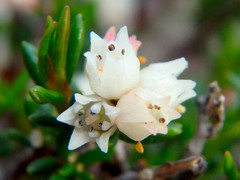 Cryptandra tomentosa