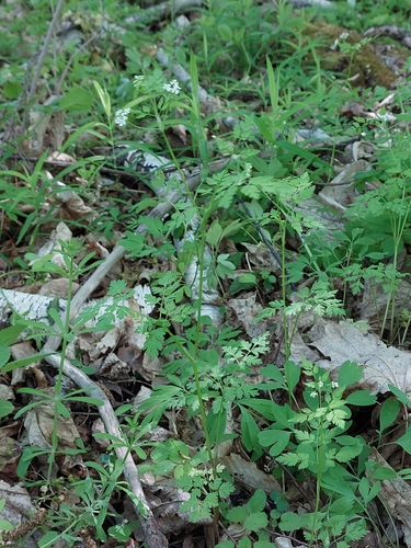 Image of Anthriscus cerefolium by (c) Mykola Borysenko, some rights reserved (CC BY)