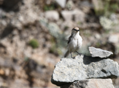 Pseudopodoces humilis