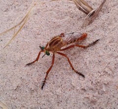 Diogmites angustipennis