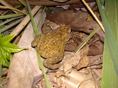 Duttaphrynus melanostictus