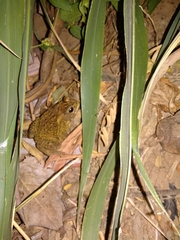 Duttaphrynus melanostictus