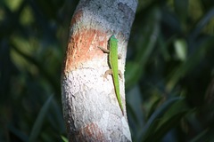 Phelsuma cepediana