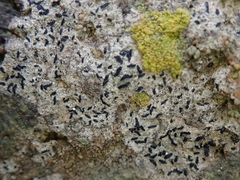 Opegrapha diaphoriza