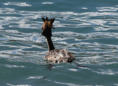 Podiceps cristatus