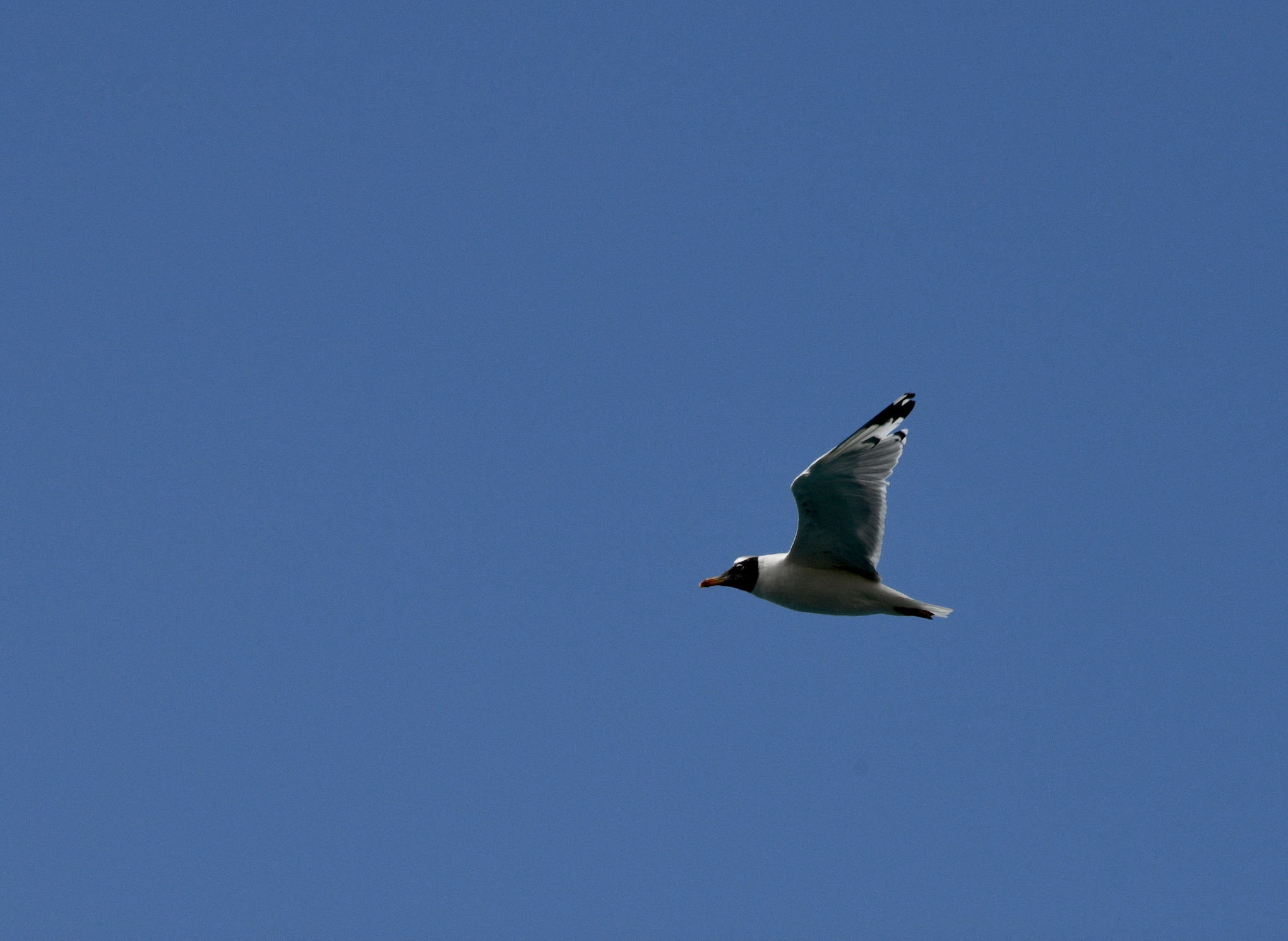 Pallas's Gull