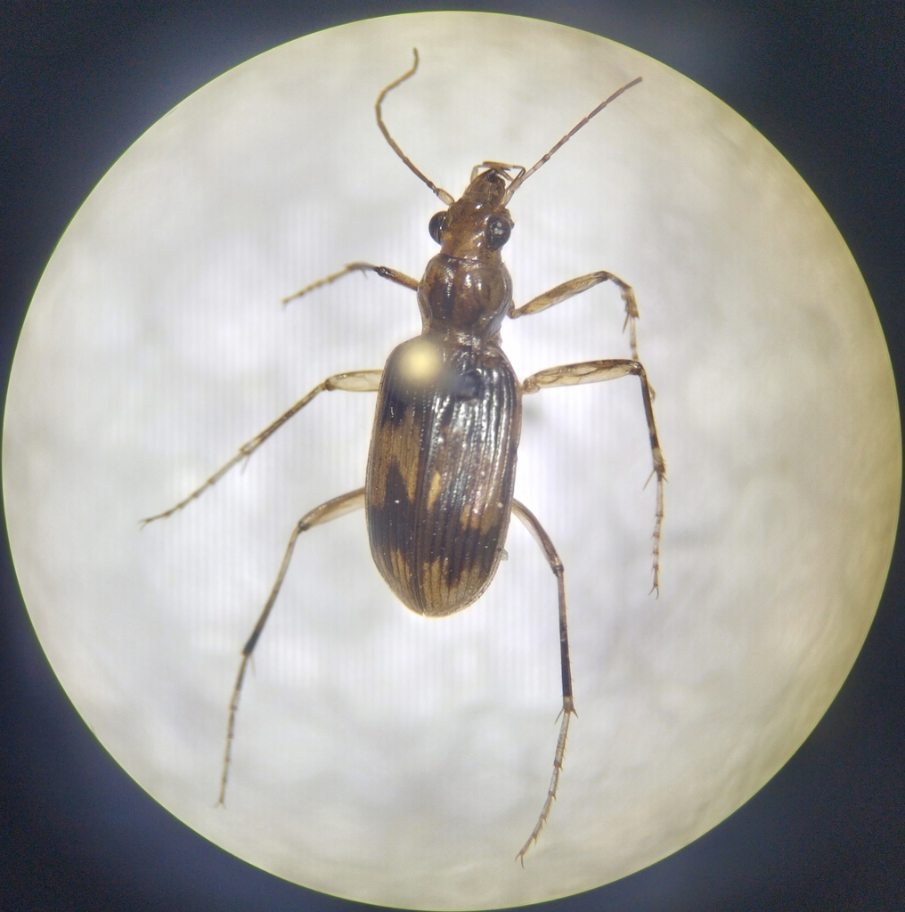 Grundmannius dispar