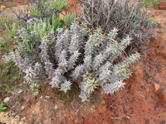 Quaqua mammillaris