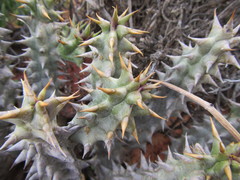 Quaqua mammillaris
