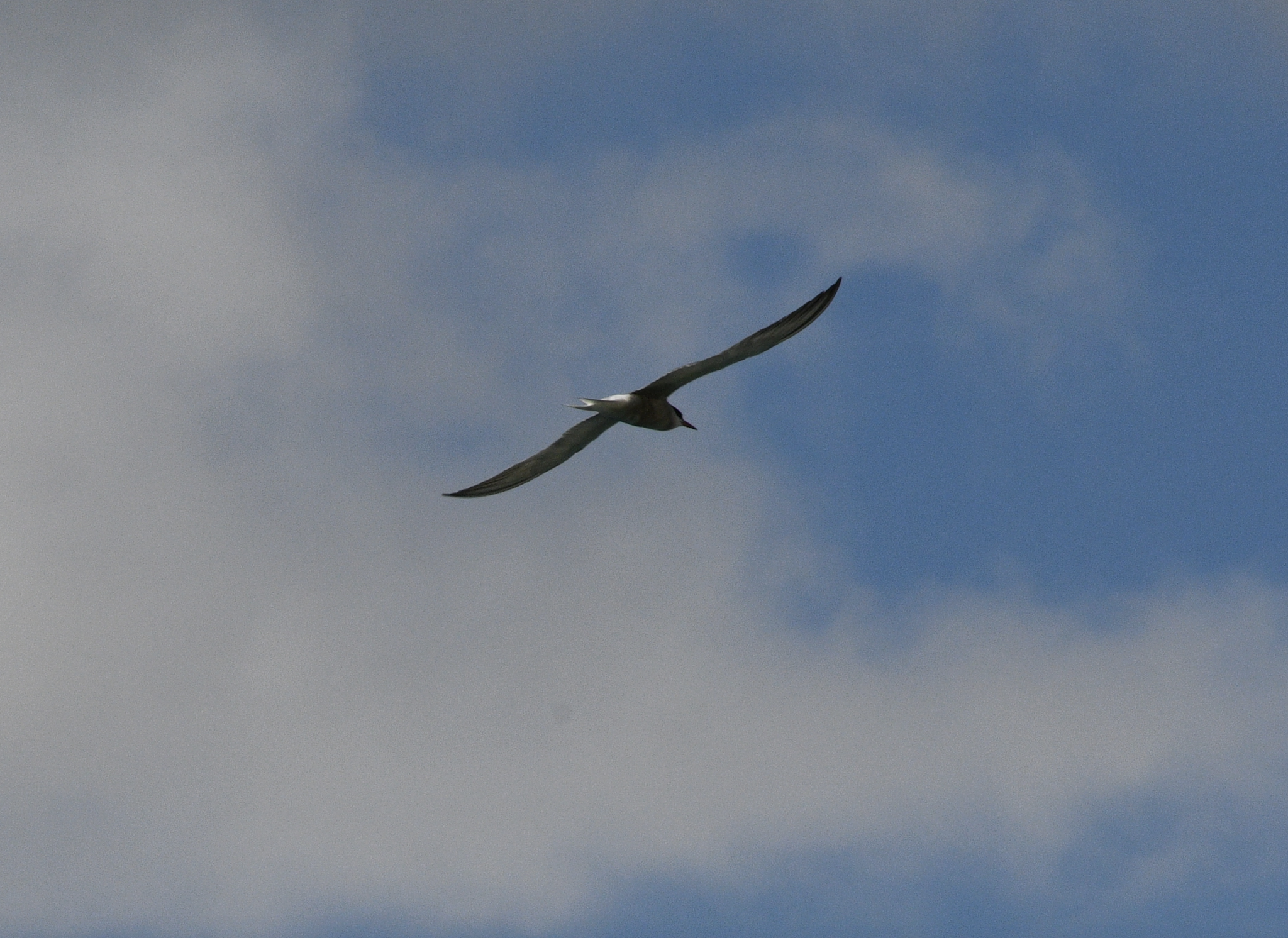 Common Tern