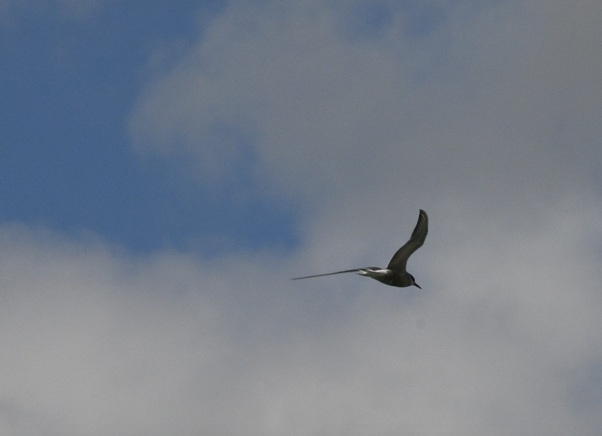 Common Tern